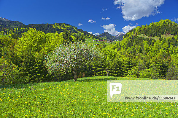 Mangfallgebirge  Bayerische Alpen  Tirol  Österreich  Europa