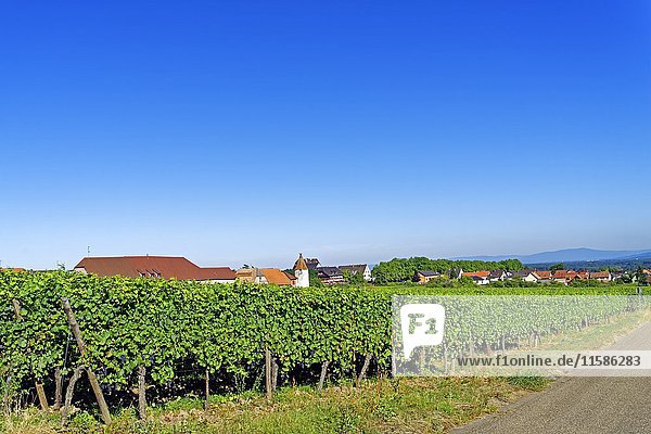 Weinstöcke,  Rodern,  Elsass,  Frankreich,  Europa