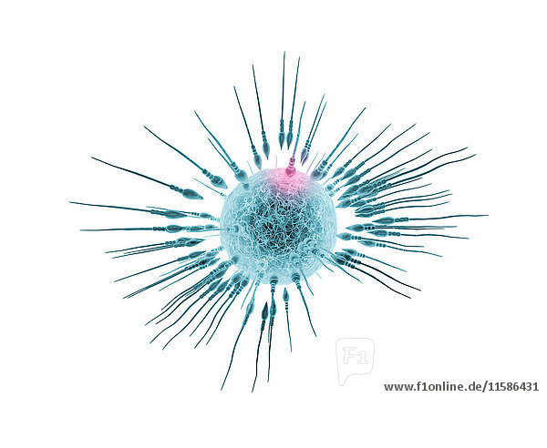 Spermien und Eizelle Illustration