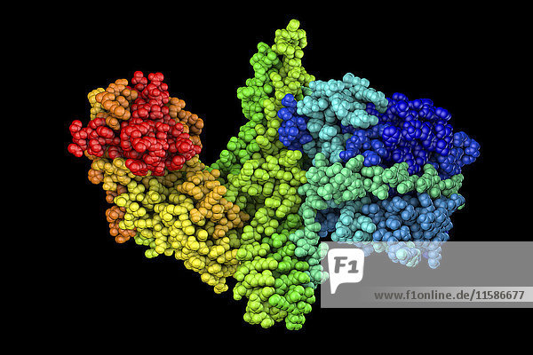 Computermodell der Struktur eines Moleküls von Botulinum Neurotoxin (BTX) Typ A. Dieses neurotoxische Protein wird von dem Bakterium Clostridium botulinum und verwandten Arten produziert. Es wird auch kommerziell für medizinische,  kosmetische und Forschungszwecke hergestellt,  wo es zur Behandlung des oberen Motoneuronsyndroms,  der fokalen Hyperhidrose,  des Blepharospasmus,  des Strabismus,  der chronischen Migräne und des Bruxismus eingesetzt wird. Auch bei kosmetischen Behandlungen wie Botox-Injektionen wird es häufig eingesetzt.