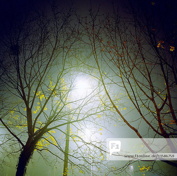 Trees in fog at night