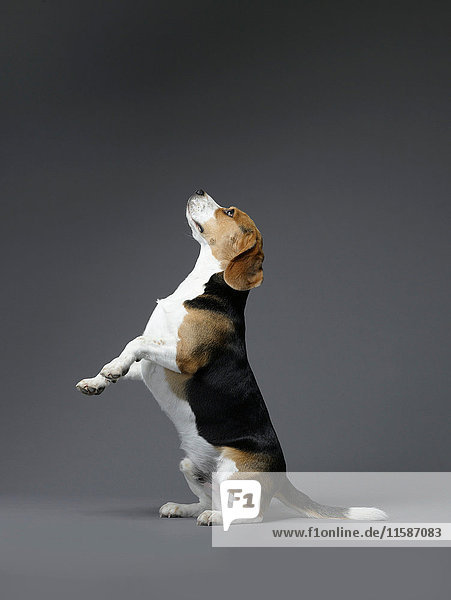 Beagle auf dem Hinterbein sitzend