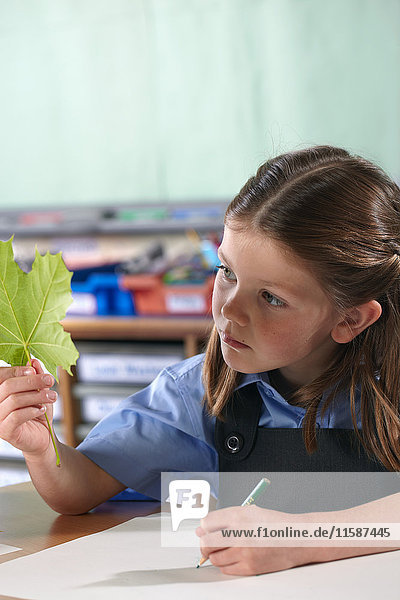Schulmädchen hält einen Bleistift und studiert ein Blatt in einem Klassenzimmer