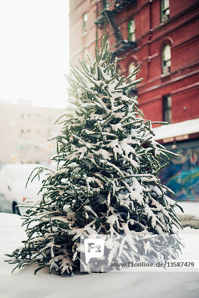 Snow-covered christmas tree