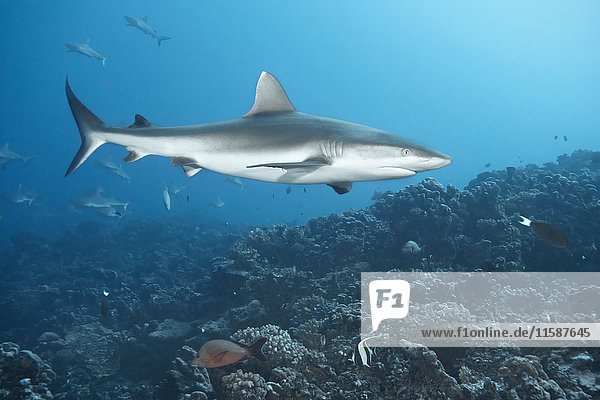 White tip reef shark swimming in coral