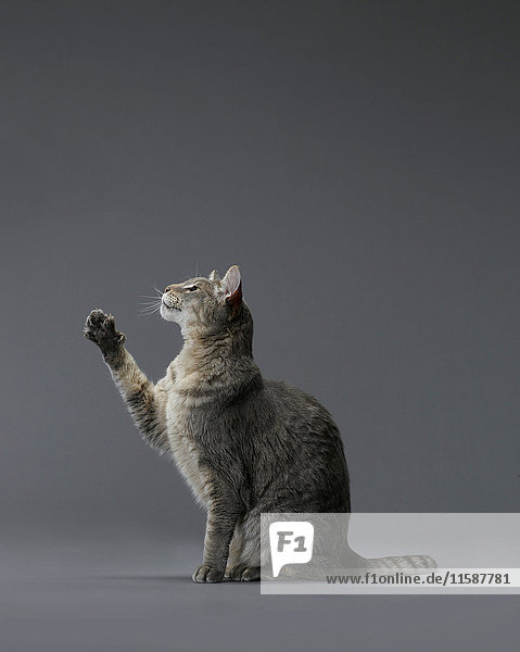 Katze sitzt mit ausgestreckter Pfote in der Luft