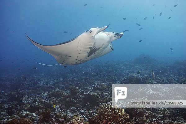 Manta ray swimming in coral