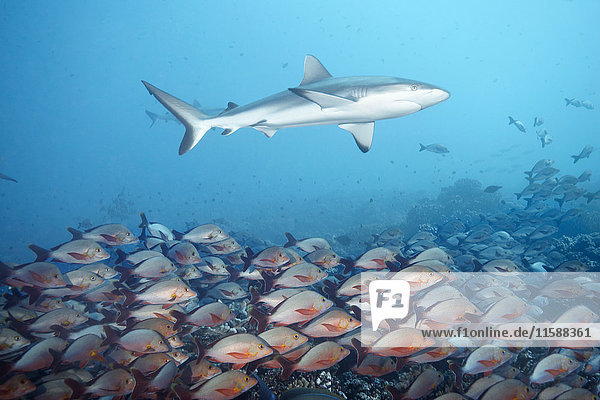 White tip reef shark over school of fish