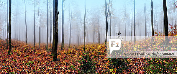 Panoramablick auf den Nebelwald im Herbst  bei Frankfurt  Deutschland