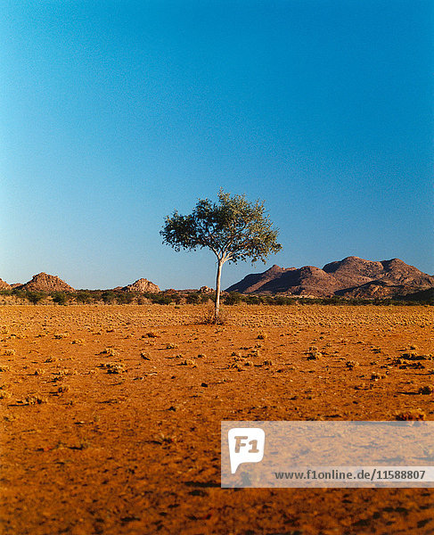 Einzelner Baum in der Wüste  dahinter Hügel