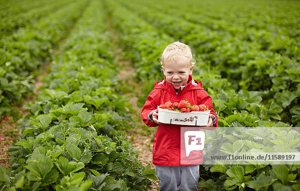 Junge pflückt Erdbeeren auf dem Feld
