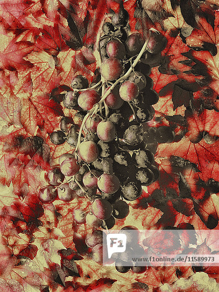 Weintraube vor dem Hintergrund der Weinblätter