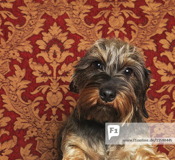 Porträt eines Hundes  Nahaufnahme