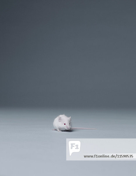 Weiße Maus allein sitzend
