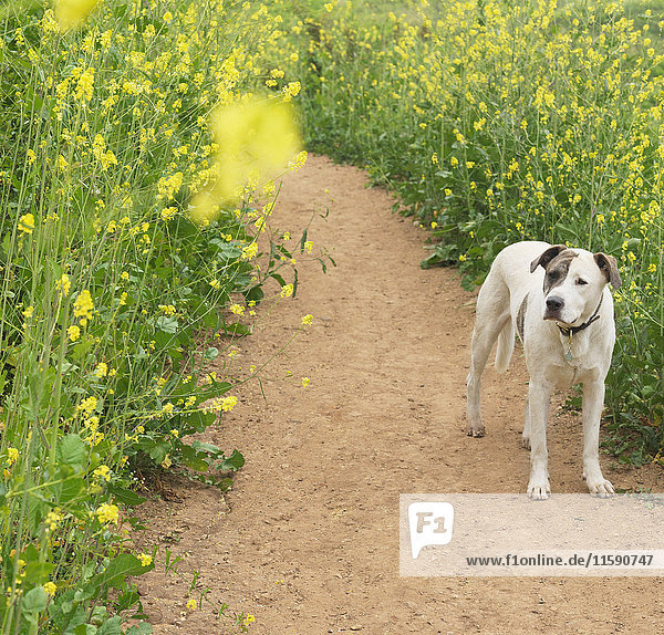 Hund steht auf dem Weg  schaut auf Blumen