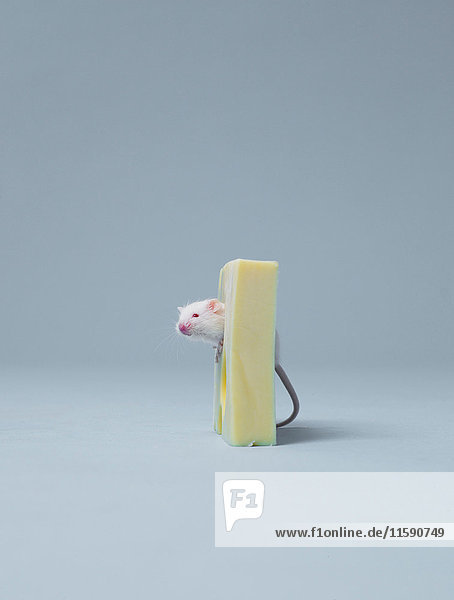 Maus streckt den Kopf aus dem Käse heraus