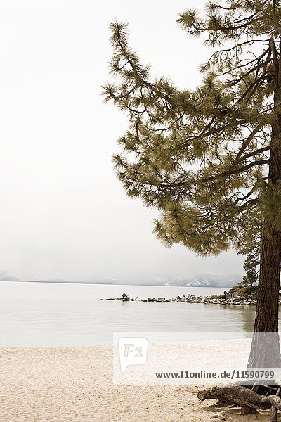 Fir trees and lakeside  Lake Tahoe  California  USA