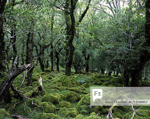Moss covered oak trees