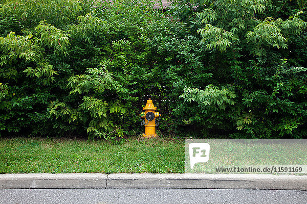 Fire hydrant on verge