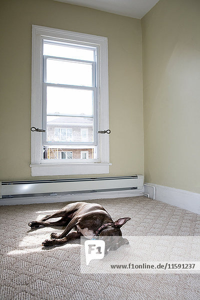 Weiblicher Pitbull schlafend im sonnendurchfluteten Zimmer