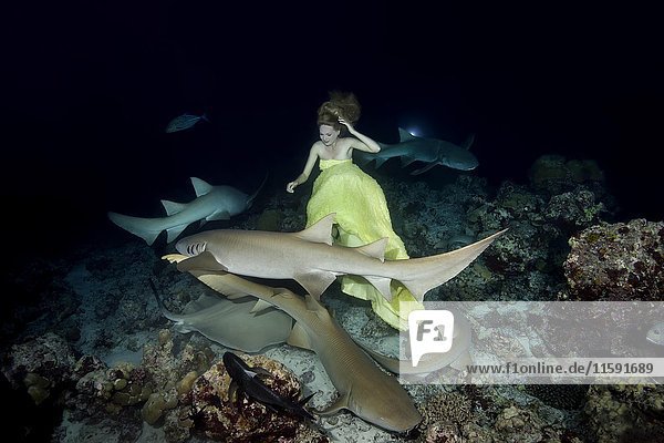 Schöne Frau im gelben Kleid posiert unter Wasser mit Indopazifischen Ammenhaien (Nebrius ferrugineus)  Nachtaufnahme  Indischer Ozean  Malediven  Asien