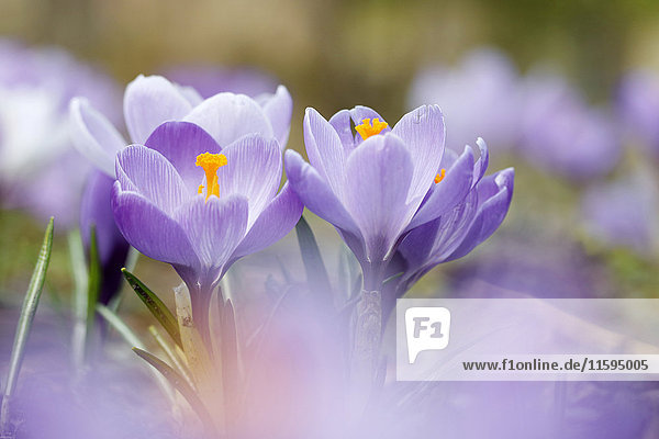 Blüten des lila Dalmatien-Krokus
