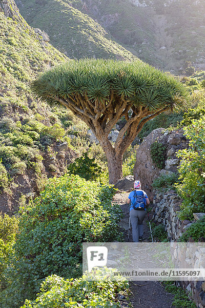 Spain  Canary islands  Tenerife  woman on hiking trail  Canary Islands Dragon Tree