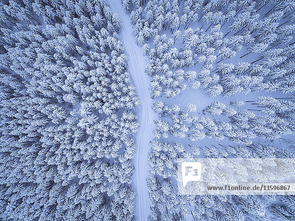 Österreich,  Gosau,  Luftaufnahme der Straße durch den Nadelwald im Winter
