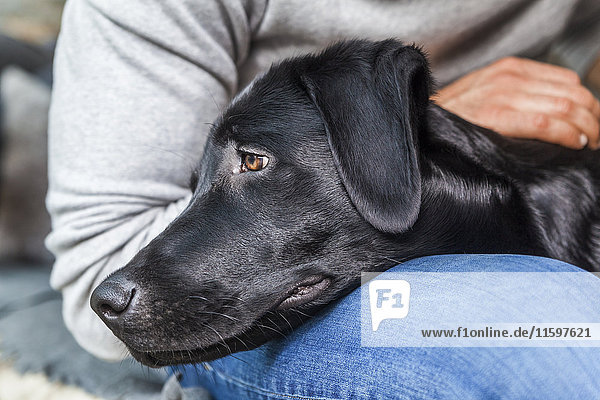 Head of black dog on his owner's lap