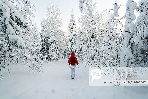 Caucasian woman hiking in snowy forest