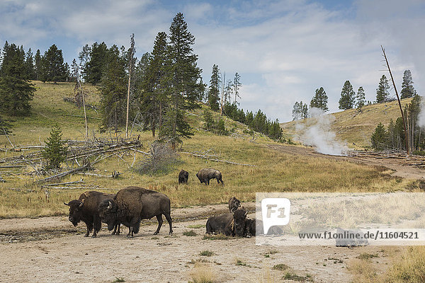 Bison auf einem Feld in der Nähe eines Geysirs  Yellowstone National Park  Wyoming  Vereinigte Staaten