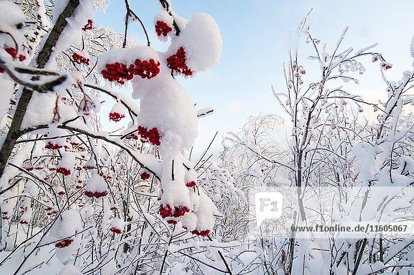 Rote Beeren auf schneebedeckten Zweigen