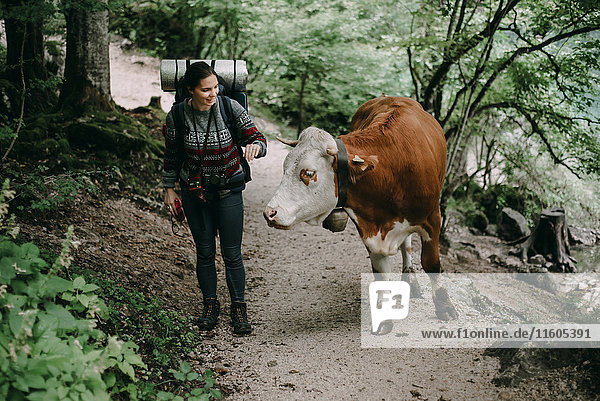 Kaukasische Frau auf Waldweg mit Stier