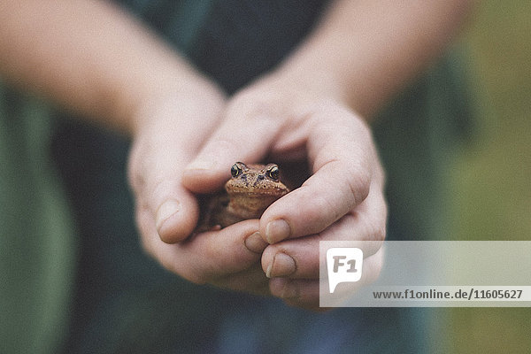 Close-up of hands holding frog