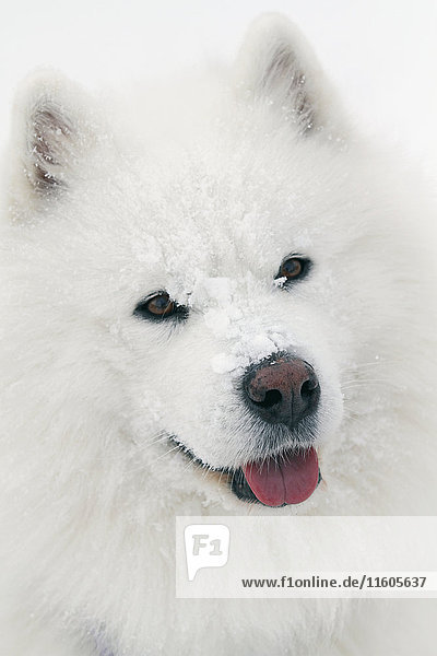Porträt eines weißen Hundes