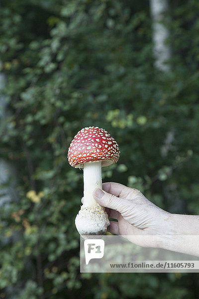 Cropped image of hand holding fly agaric mushroom in forest