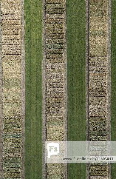 Full frame aerial view of crops in agricultural landscape  Stuttgart  Baden-Wuerttemberg  Germany