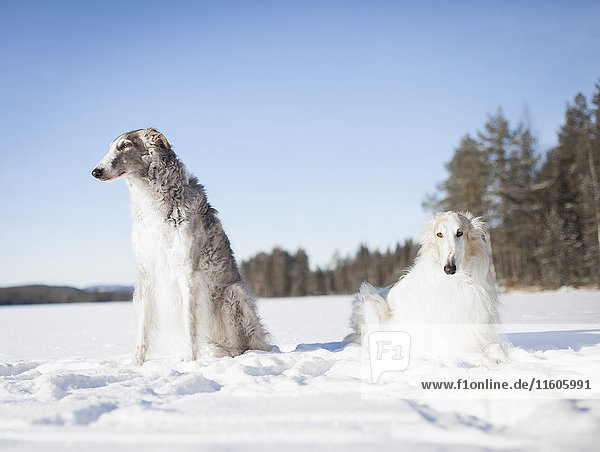 Borzoi-Hunde schauen weg  während sie sich im schneebedeckten Feld gegen den klaren blauen Himmel ausruhen.