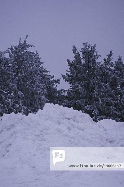 Tiefblick auf Bäume im schneebedeckten Land gegen den klaren Himmel