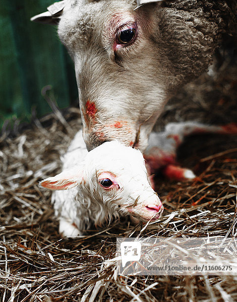Nahaufnahme von Schafen mit Lamm auf Heu im Stall