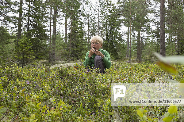 Boy picking bilberries in forest