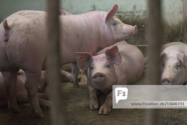 Schweine im Stall auf dem Bauernhof