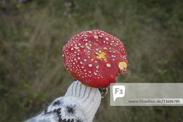 Cropped image of hand holding fly agaric mushroom