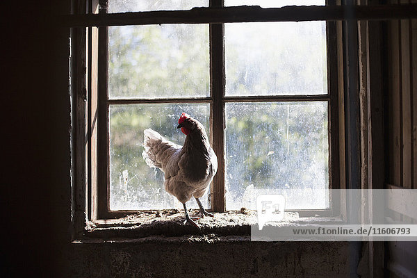 Huhn auf Fensterbank