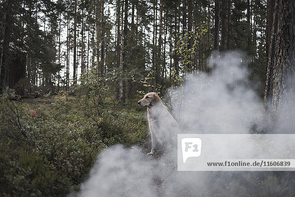 Hund beim Rauchen im Wald sitzend