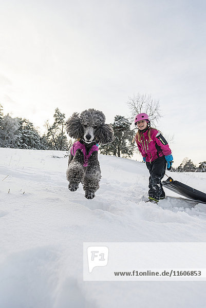 Poodle jumping  girl with sledge on background