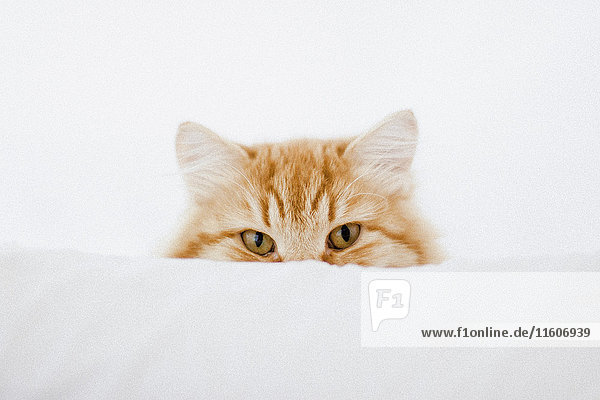 Porträt einer Ingwer-Katze die sich hinter einem Kissen versteckt.