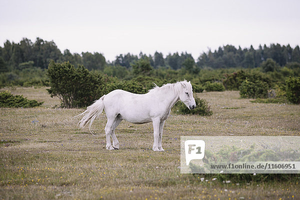Seitenansicht des weißen Pferdes auf dem Feld stehend gegen den klaren Himmel