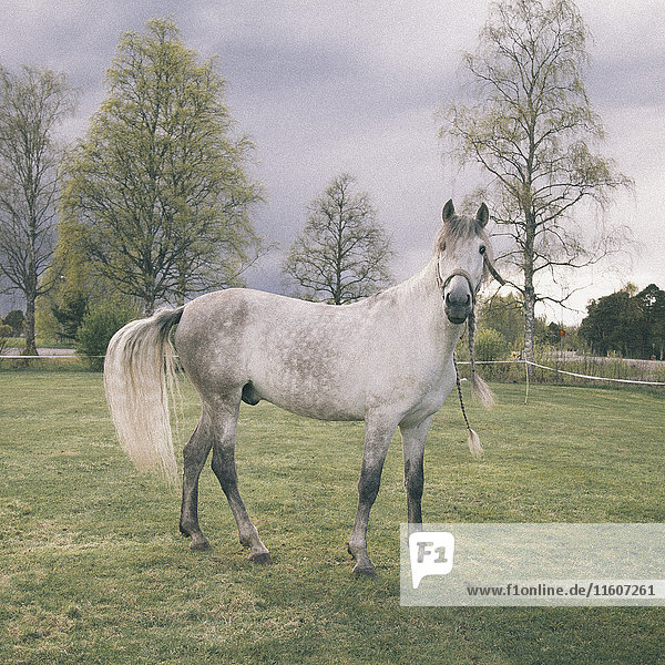 Seitenansicht Porträt eines weißen Pferdes im Grasfeld stehend