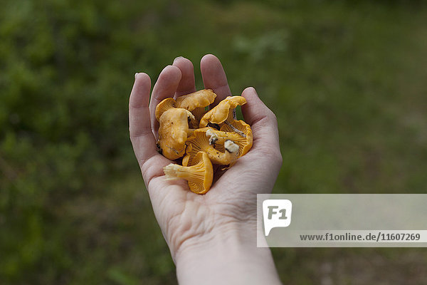 Cropped image of hand holding chanterelle mushrooms in yard